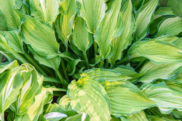 Obraz premium Green bush Hosta