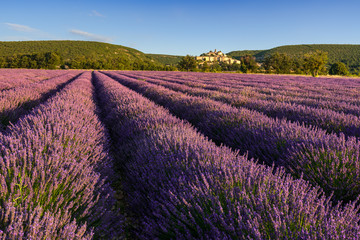 Fototapeta na wymiar Lavender fields at sunrise with the village of Banon in summer. Alpes-de-Hautes-Provence, Alps, France