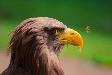 The eagle sea (Haliaeetus albicilla) is a large species of hawk-moth family belonging to the...