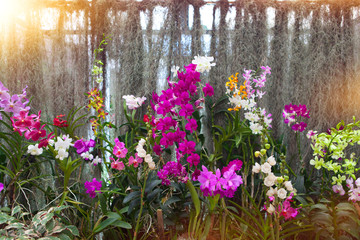 orchid background