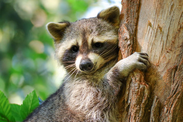 Naklejka na ściany i meble The North Raccoon (Procyon lotor), a popular raccoon