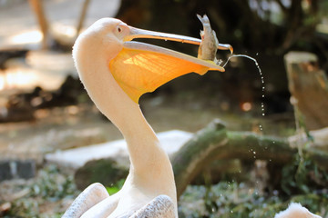 White pelican caught fish (Pelecanidae)