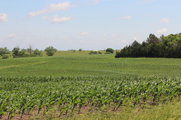 Fototapeta na wymiar Nebraska farmland