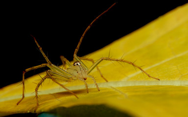 spider sitting On leaf