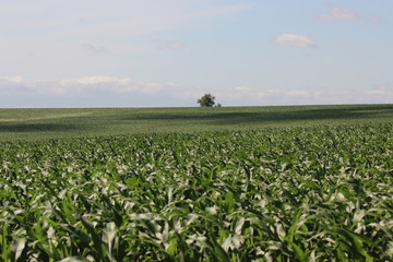 Fototapeta na wymiar Nebraska farmland