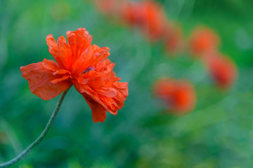 Obraz premium Terry red poppy