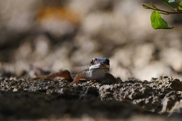 Ornate day gecko in natural habitat