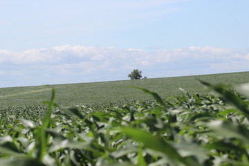 Nebraska farmland