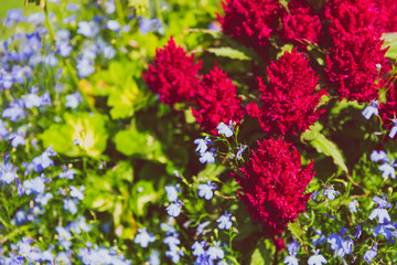 Obraz premium flower composition in the park with red pink and blue flowers