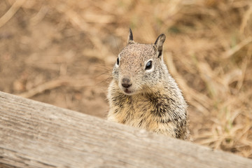 A squirt