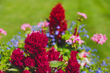 Obraz premium flower composition in the park with red pink and blue flowers