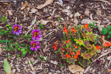 colorful petunias shot at shallow depth of field