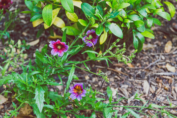 colorful petunias shot at shallow depth of field