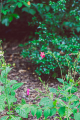 pink flower shot at shallow depth of field