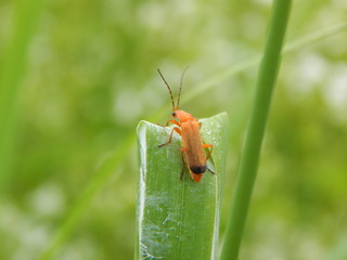 Cantharidae
