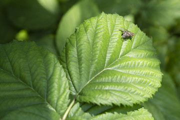 Fly on the walnut leaf.