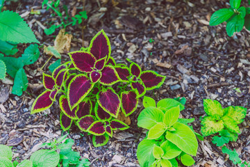plant with red and purple leaves and green edges