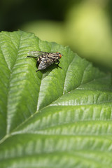 Fly on the walnut leaf.