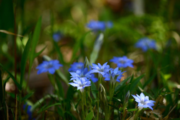 Bright blue flower.
