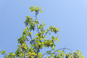 berries of black cherry on a branch against a blue sky