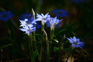 Bright blue flower.