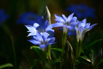 Bright blue flower.