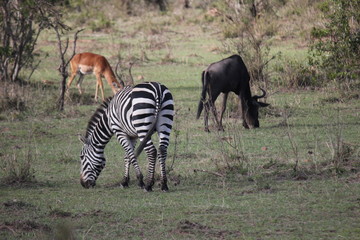Fototapeta na wymiar Зебра, антилопа Гну и Антилопа-импала (Антилопа импала) или чернопятая антилопа
