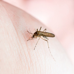 Yellow Fever, Malaria or Zika Virus Infected Mosquito Insect Macro