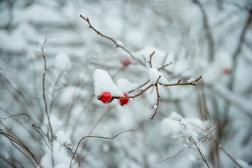 Rosehip with snow
