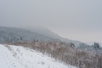 Snovy winter scene