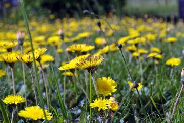 A field of yellow dandelion flowers
