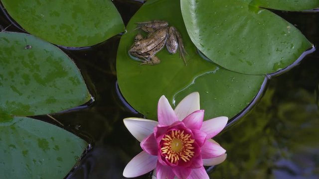 Ultra high definition closeup 4k video of Pacific chorus tree frog resting on green waterlily pad with blooming pink flower in backyard garden pond summer season 3840x2160