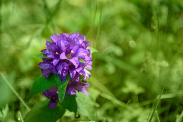 Campanula glomerata flower