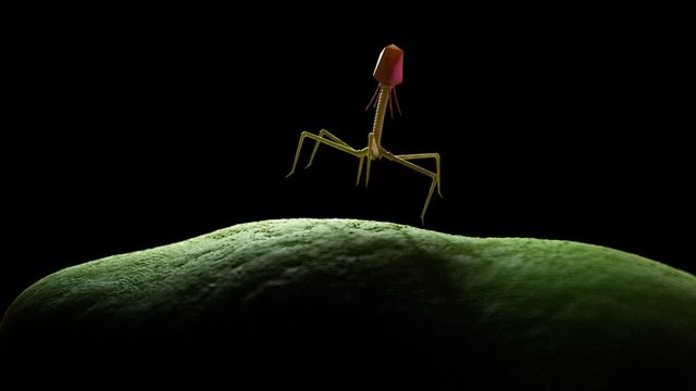 medically accurate 3d animation of a bacteriophage infecting a bacteria