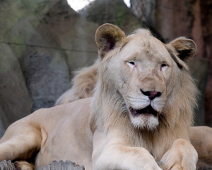 Obraz na płótnie Canvas A lion on a rocky at the zoo in Thailand
