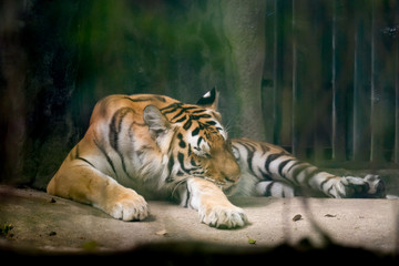 INDOCHINESE TIGER (Panthera tigris corbetti) in the zoo at Thailand