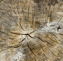 Wood Texture With Natural Pattern
