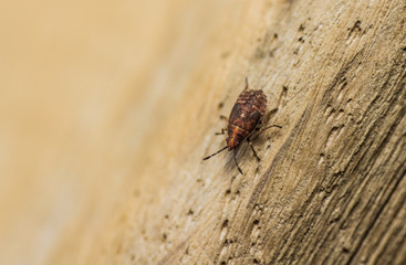 Birch Catkin Bug -  Kleidocerys resedae