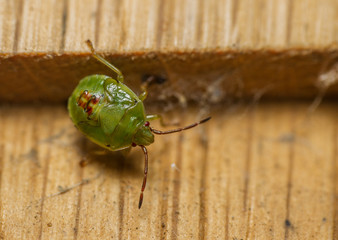 Birch Shieldbug - Elasmostethus interstinctus