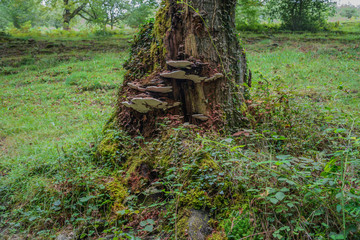 A trunk's base surrounded by foliage & some mushrooms at the center. In the middle of a forest at the Basque Country, Spain