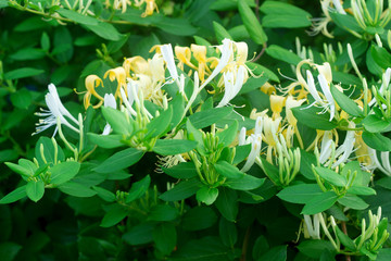Branches of a blooming yellow white honeysuckle in the garden.