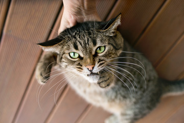 A man's hand holds a shrill gray tabby cat. Punishment.