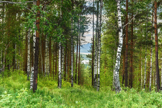 Fototapeta Green birch and pine forest in summer