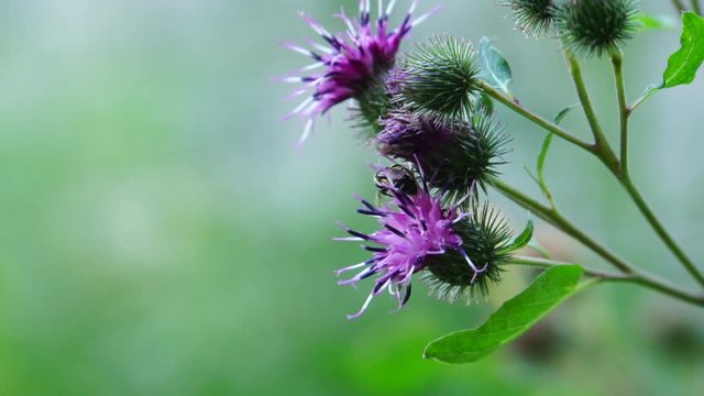 Macro of a small wild gray bee Amegilla albigena collecting pollen and nectar on the purple flower of agrimony Arctium lappa in the foothills of the Caucasus