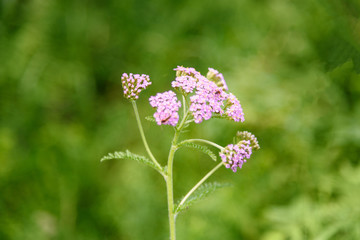 Pink Achillea millefolium flower