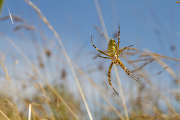 Wasp Spider (Argiope bruennichi) - female