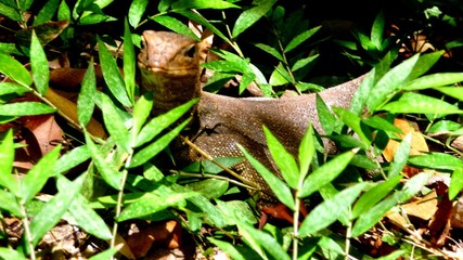 Lizard