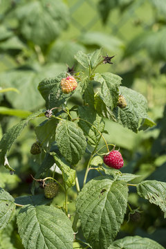 Red raspberry on a plant outside.