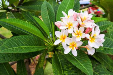 Plumeria decor flower boutique bloom in garden