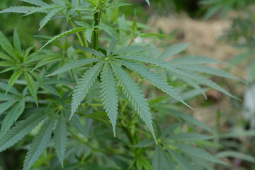 Bush cannabis close-up on a green background.